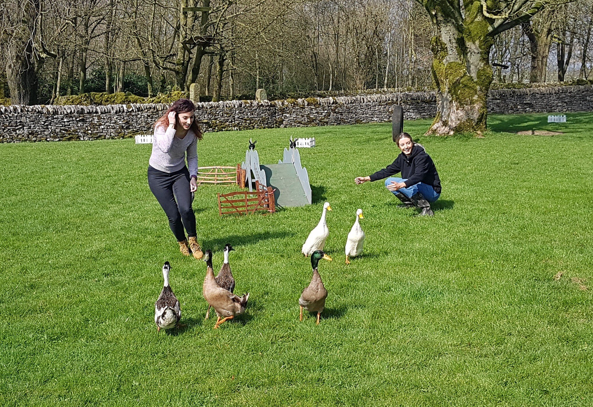 Duck Herding